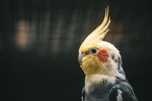 Detailed portrait of a cockatiel showcasing its vibrant crested plumage, perfect for bird enthusiasts.