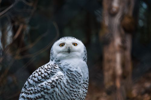 Free Close-up portrait of a snowy owl in a forest, showcasing its striking yellow eyes and white feathers. Stock Photo