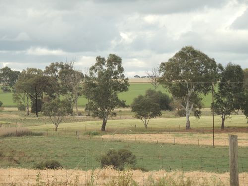 Free stock photo of trees Stock Photo