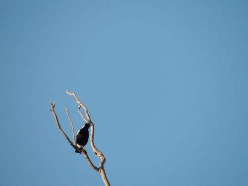 Free stock photo of magpie bird Stock Photo