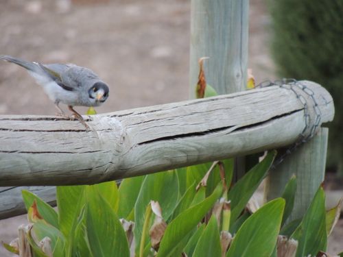Free stock photo of bird Stock Photo