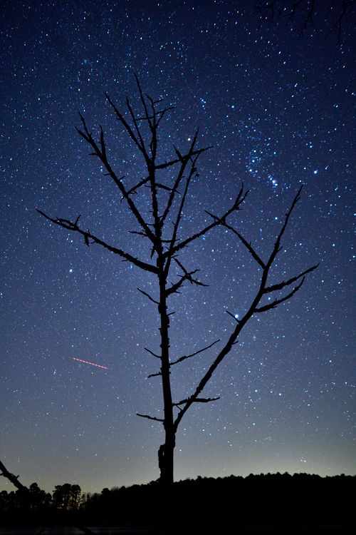 Free A bare tree silhouette under a starry night sky with Orion's constellation visible, creating a serene scene. Stock Photo
