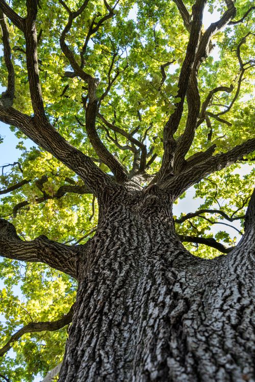 Free Upward view of a majestic oak tree with vibrant green leaves in a sunlit canopy. Stock Photo
