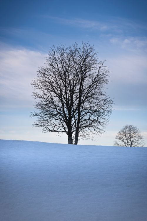 Free A lone tree stands against a wintery backdrop in La Clusaz, France. Stock Photo