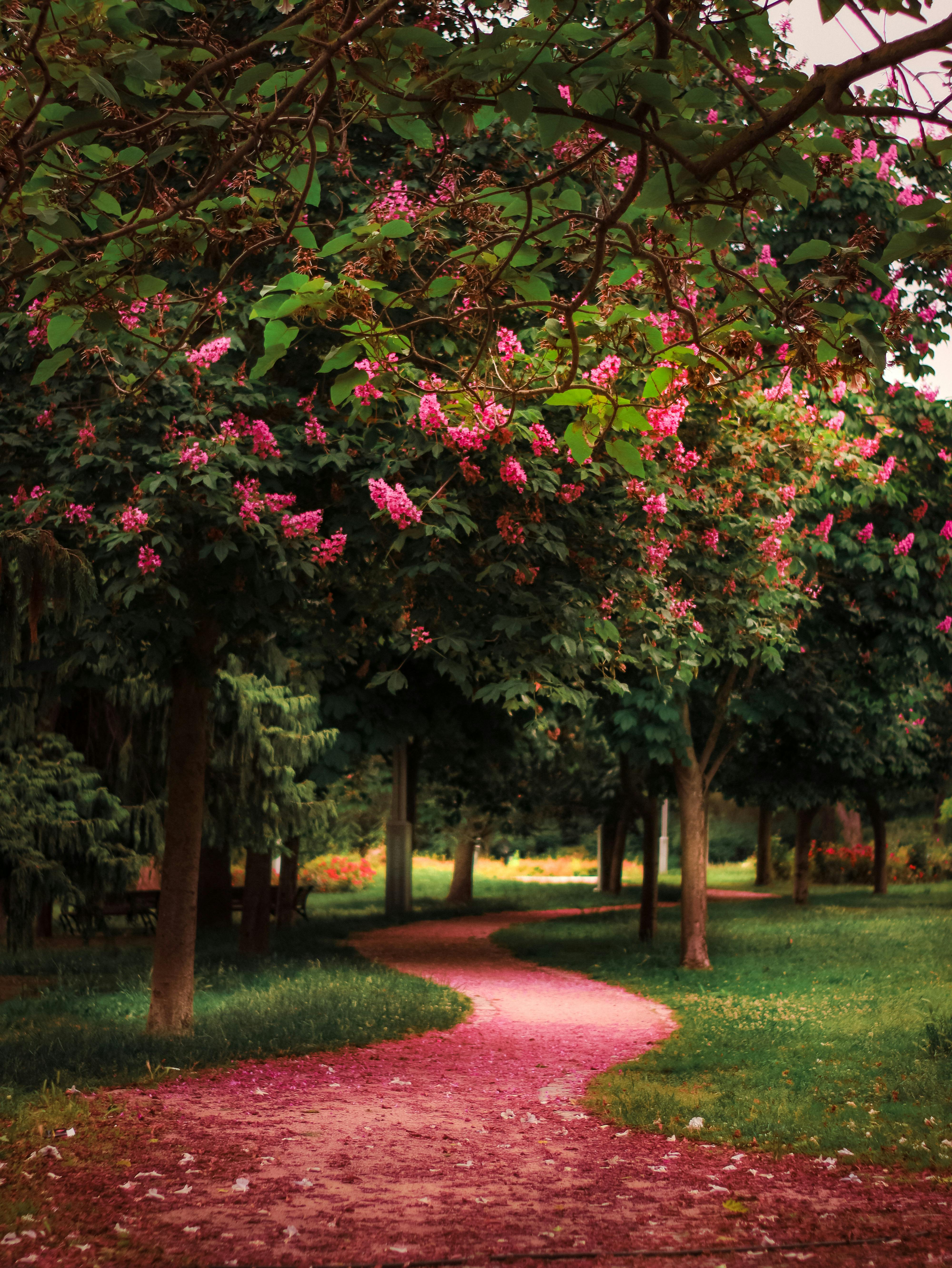A winding footpath lined with blossoming trees in a lush İstanbul park, evoking tranquility.