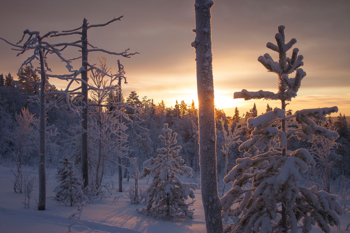 Sunset over snow-laden pines in Lapland — the landscape surrounding the ICEHOTEL in Jukkasjärvi in deep winter