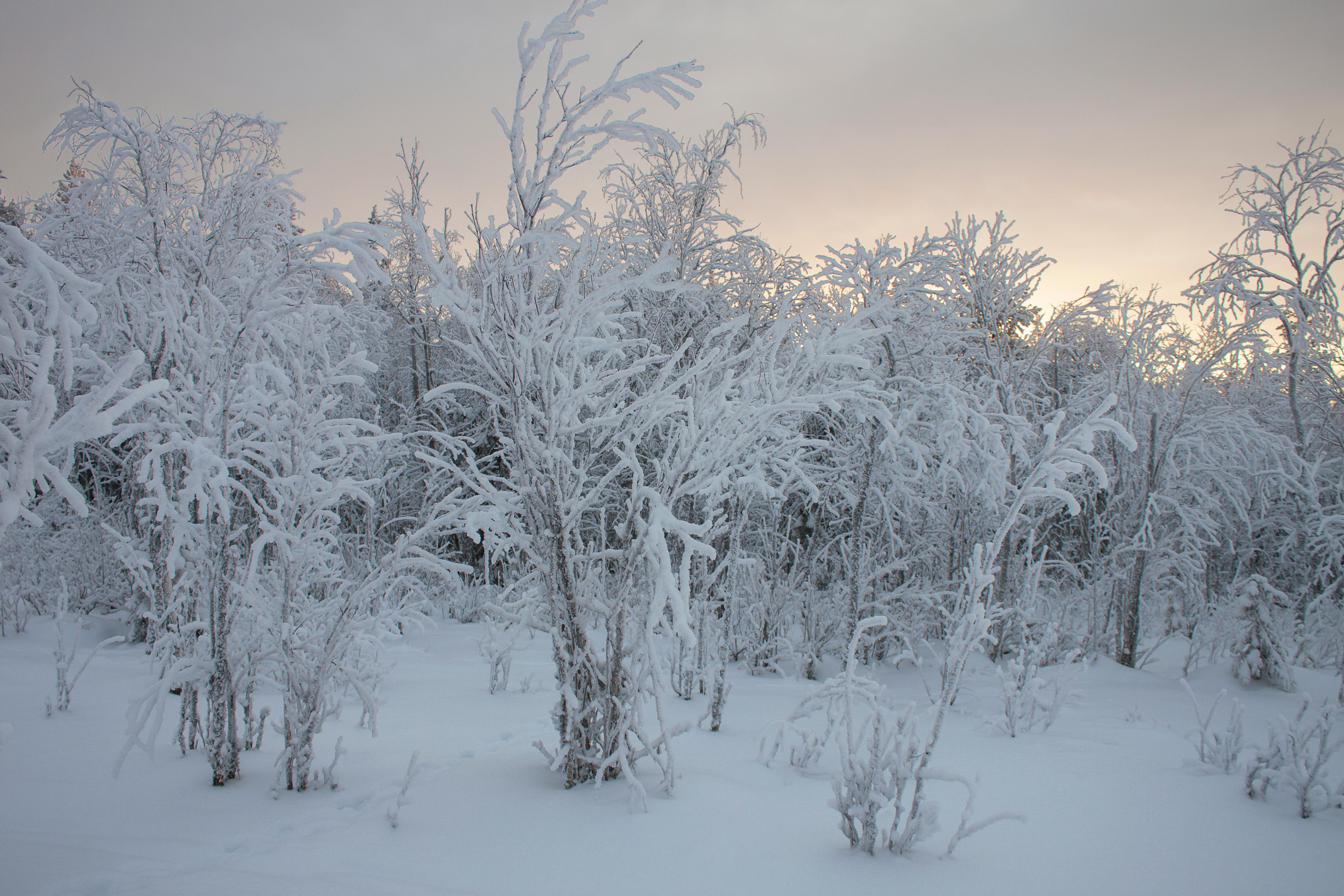 Capture of snow-covered trees at dusk in Lapland, Finland, creating a serene winter wonderland.