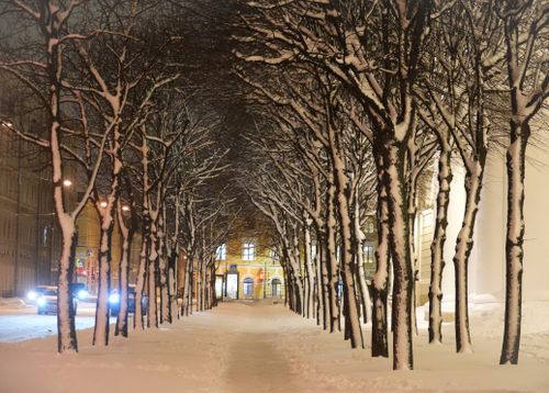 Free Snow-covered trees lining a serene night alley in Saint Petersburg, Russia. Stock Photo