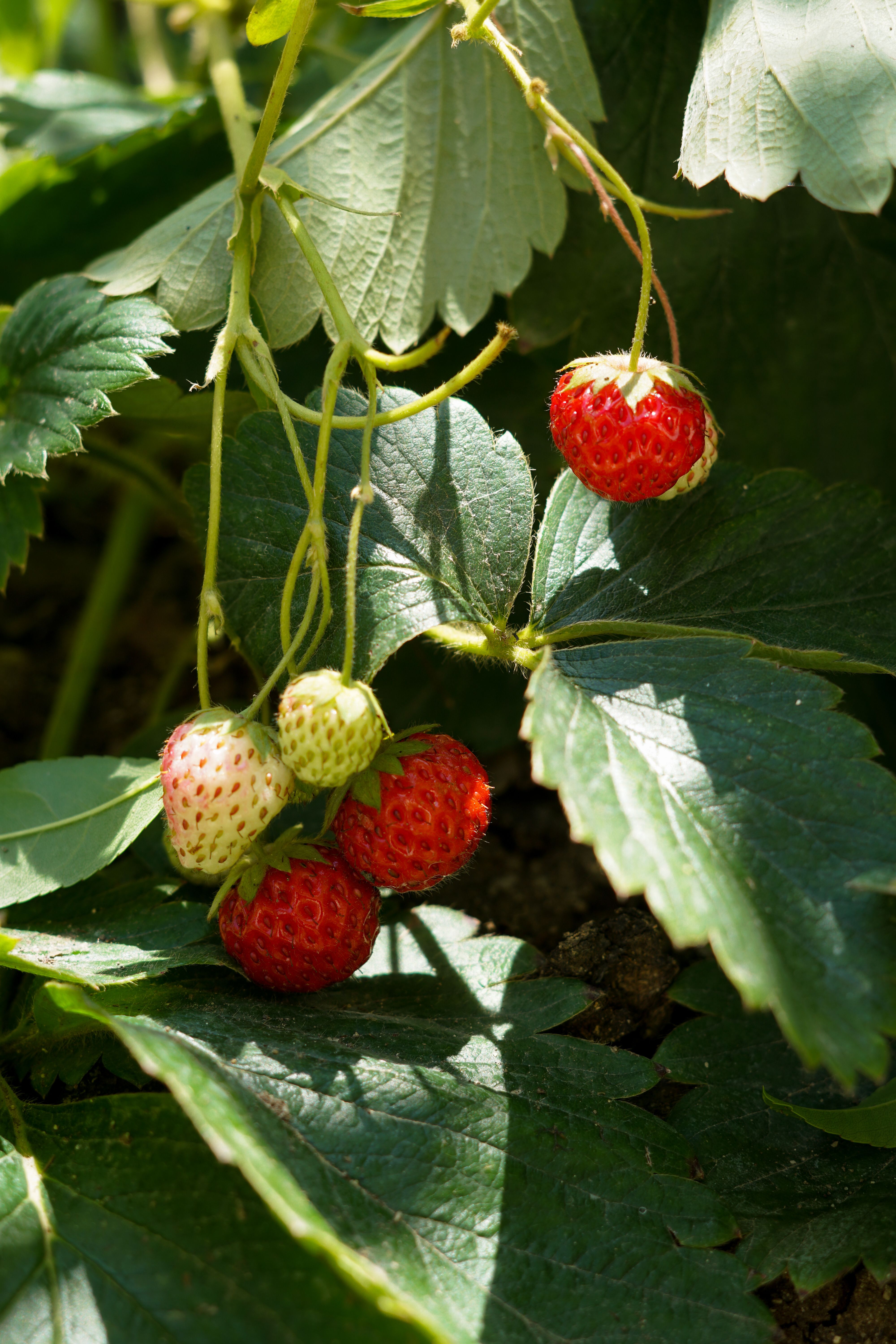 Ripe red strawberries growing on the plant