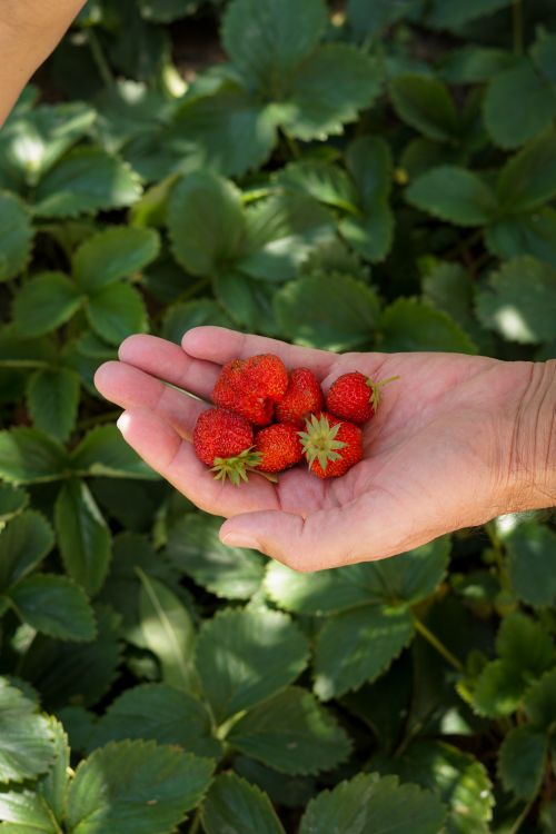 Free A human hand holding ripe red strawberries against a lush green background outdoors. Stock Photo