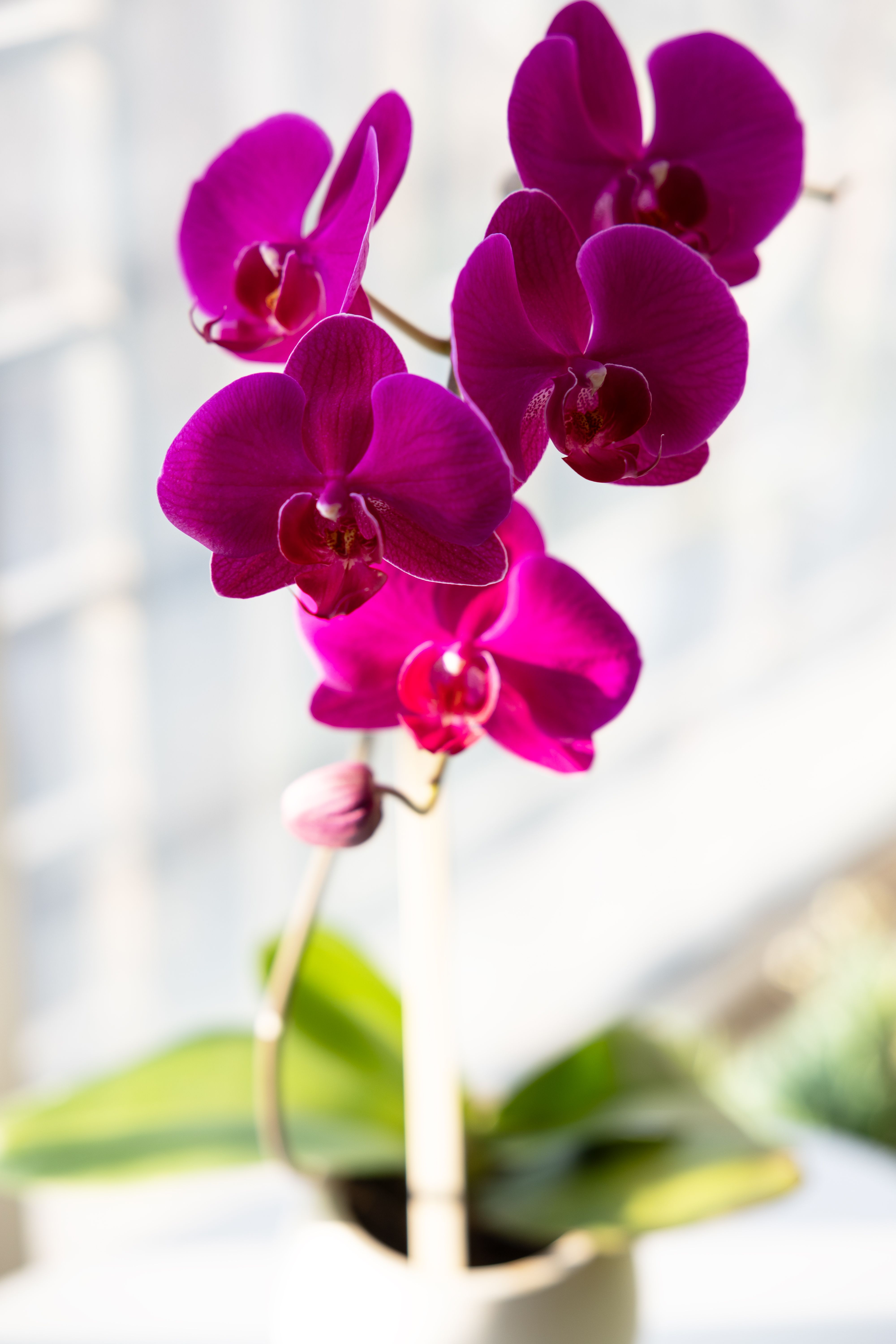 New Year Flower Photos, Download The BEST Free New Year Flower Stock ...