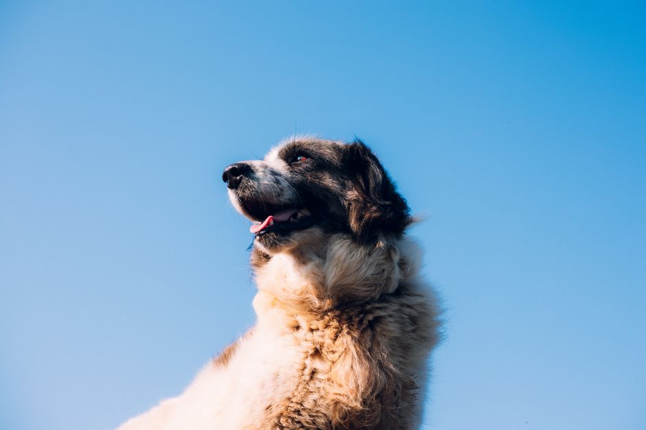A large fluffy dog basks in the sunlight against a clear blue sky.