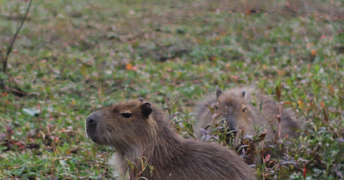 Common Capybara Capybaras in Natural Habitat During Daytime · Free Stock Photo