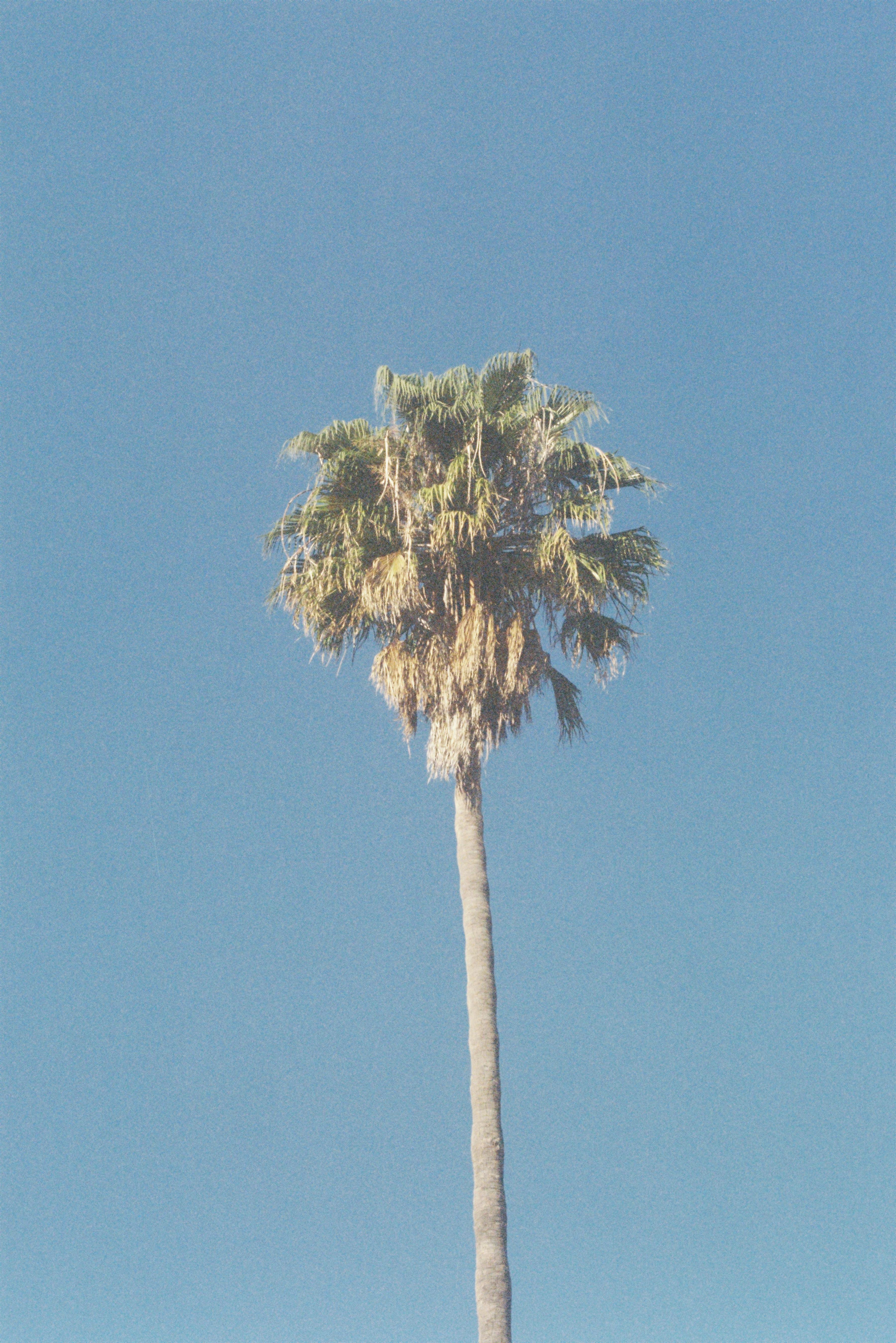 Palm tree silhouette in Lisbon's clear winter sun.