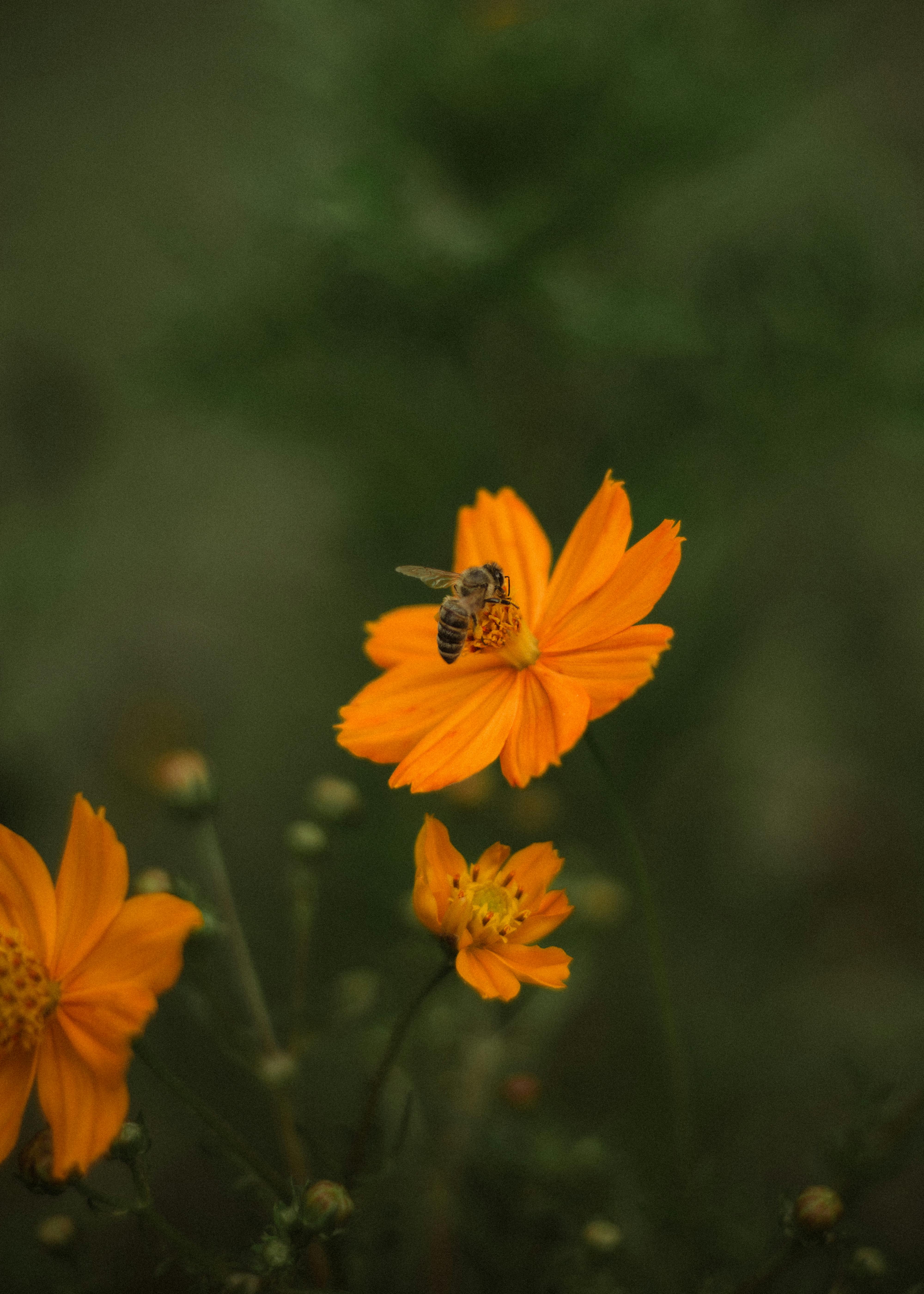 A bee pollinating a vibrant orange Cosmos flower in a lush garden setting.