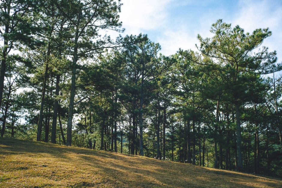 A peaceful forest scene featuring tall pine trees and a clear blue sky.