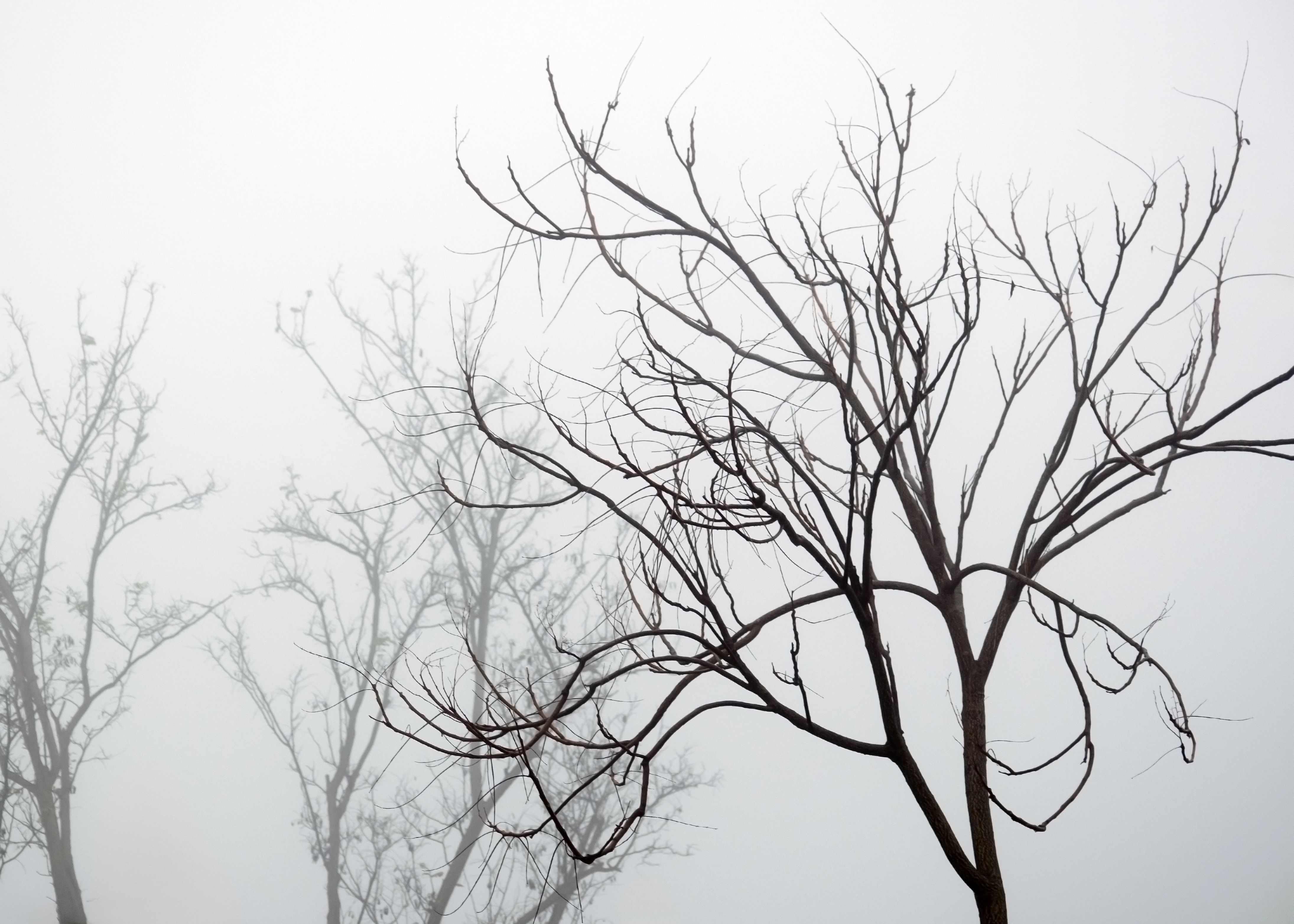 Foggy landscape with bare tree branches in winter — best time for pruning honey locust tree Surrey BC