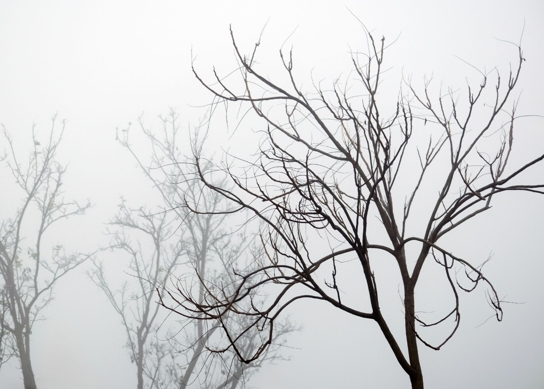 Tree silhouettes in dense winter fog, photo by Thomas Parker on Pexels