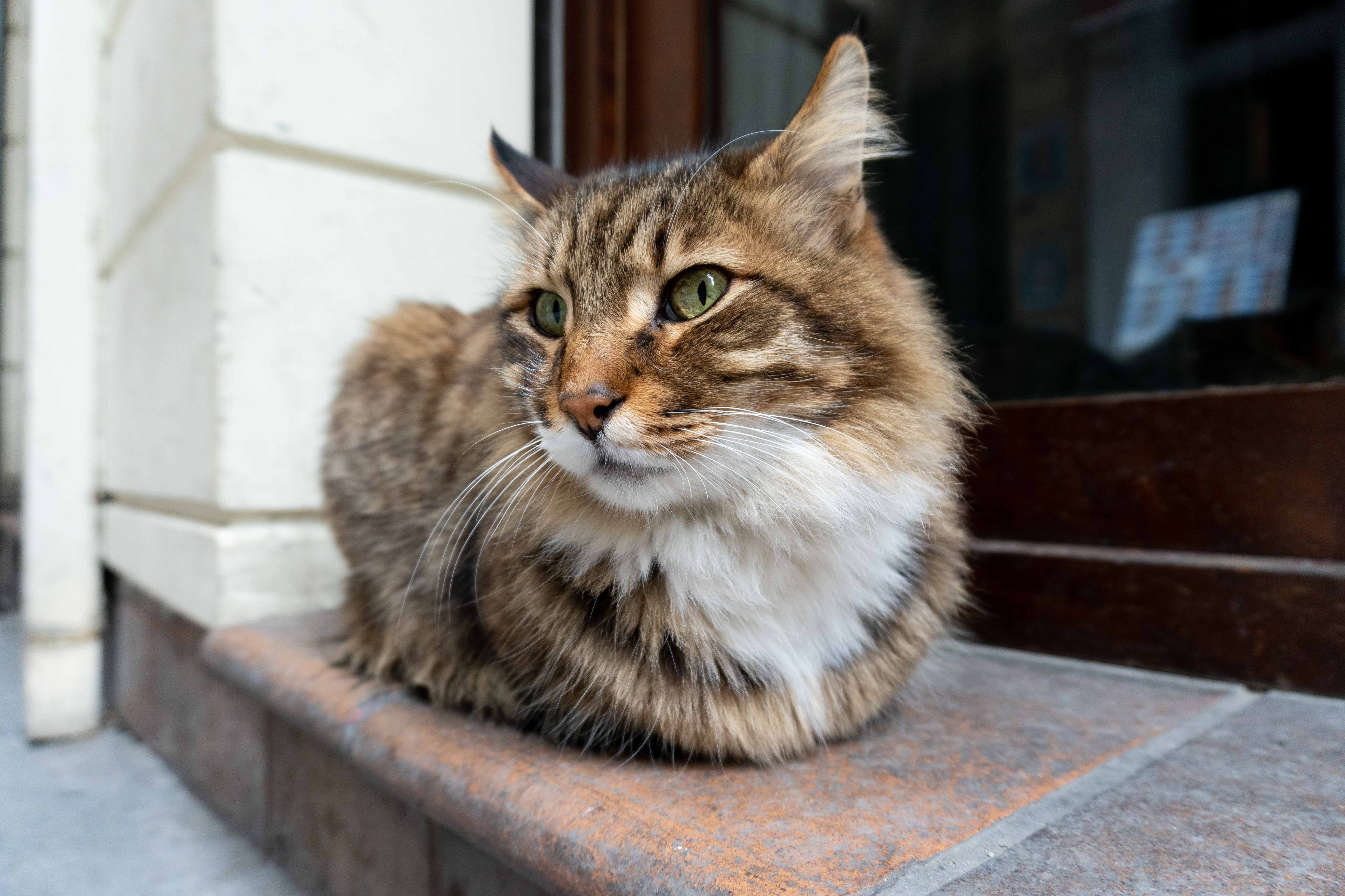 Fluffy Tabby Cat Sitting on Stone Window Ledge · Free Stock Photo