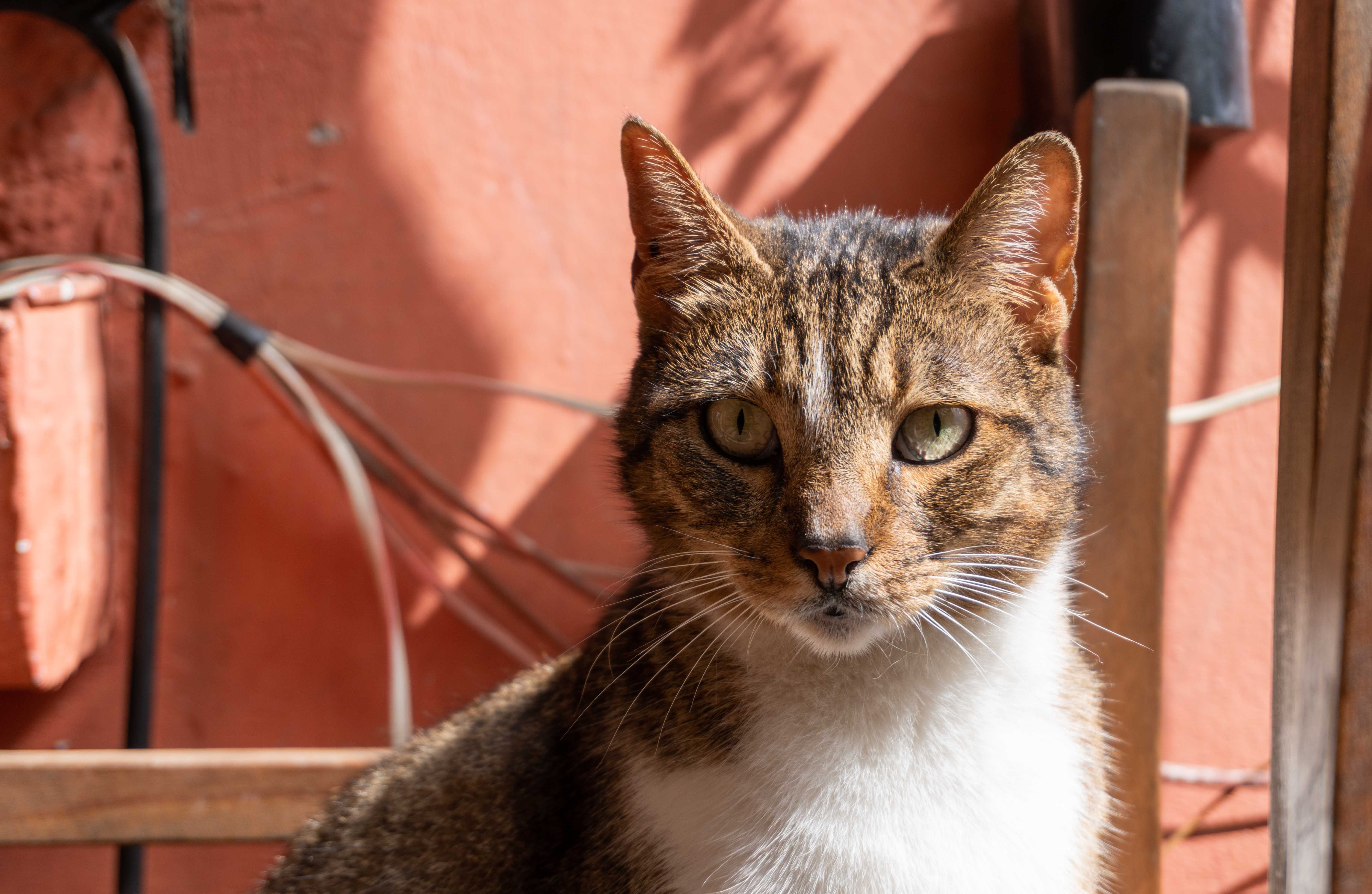 Historische canvasportretten van iconische Egyptische katten.