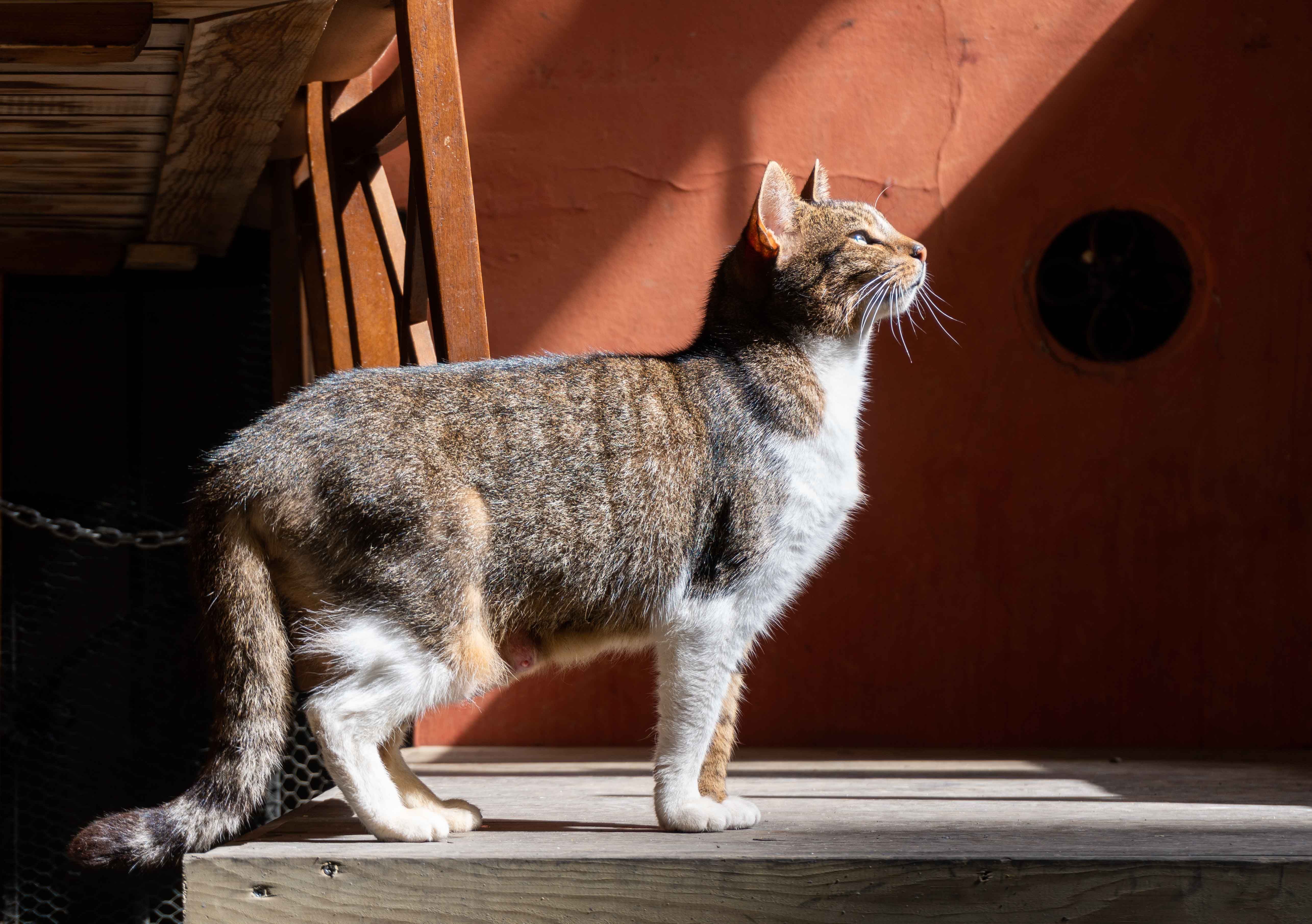 Tabby Cat Basking in Sunlight Indoors · Free Stock Photo