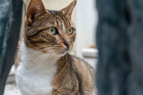 Free A focused shot of a domestic shorthair cat with a serene expression and natural backdrop. Stock Photo