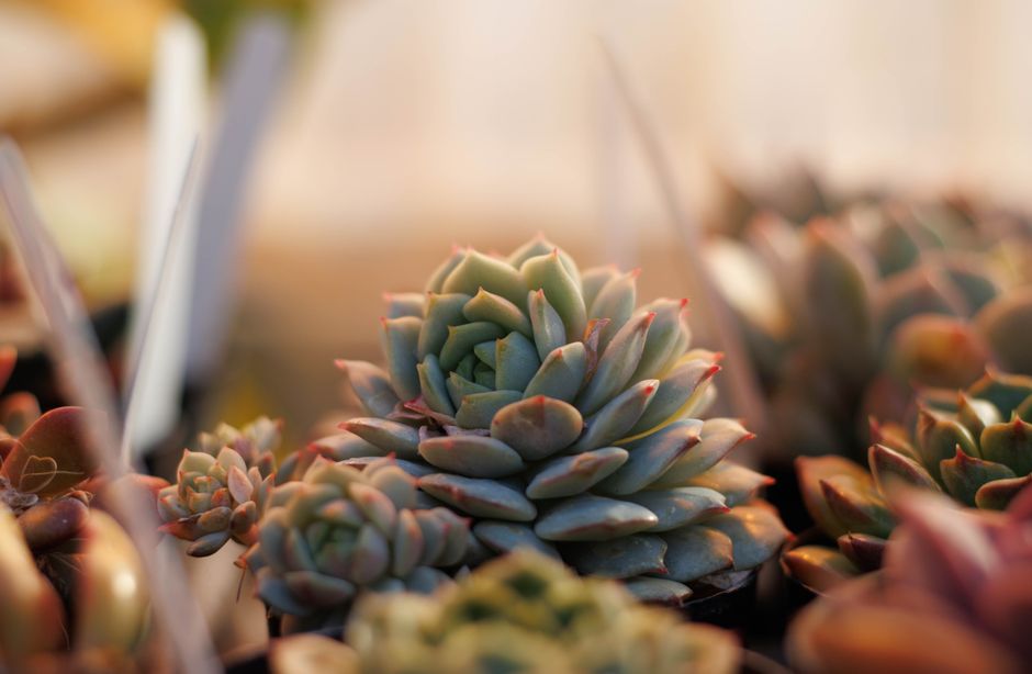 Woonkamerdecoratie: moderne succulentenbehang in winter. Woonkamerdecoratie: moderne succulentenbehang in winter.