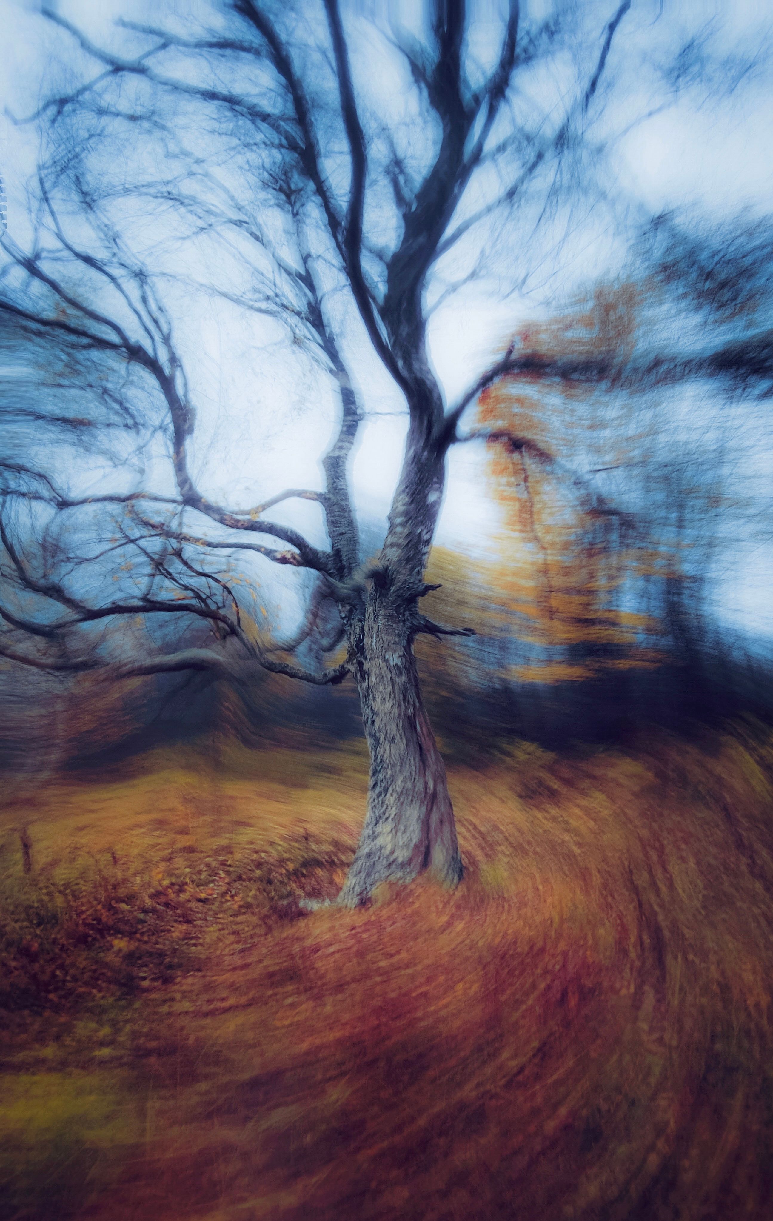 Dynamic Autumn Tree in Vibrant Blur Effect · Free Stock Photo