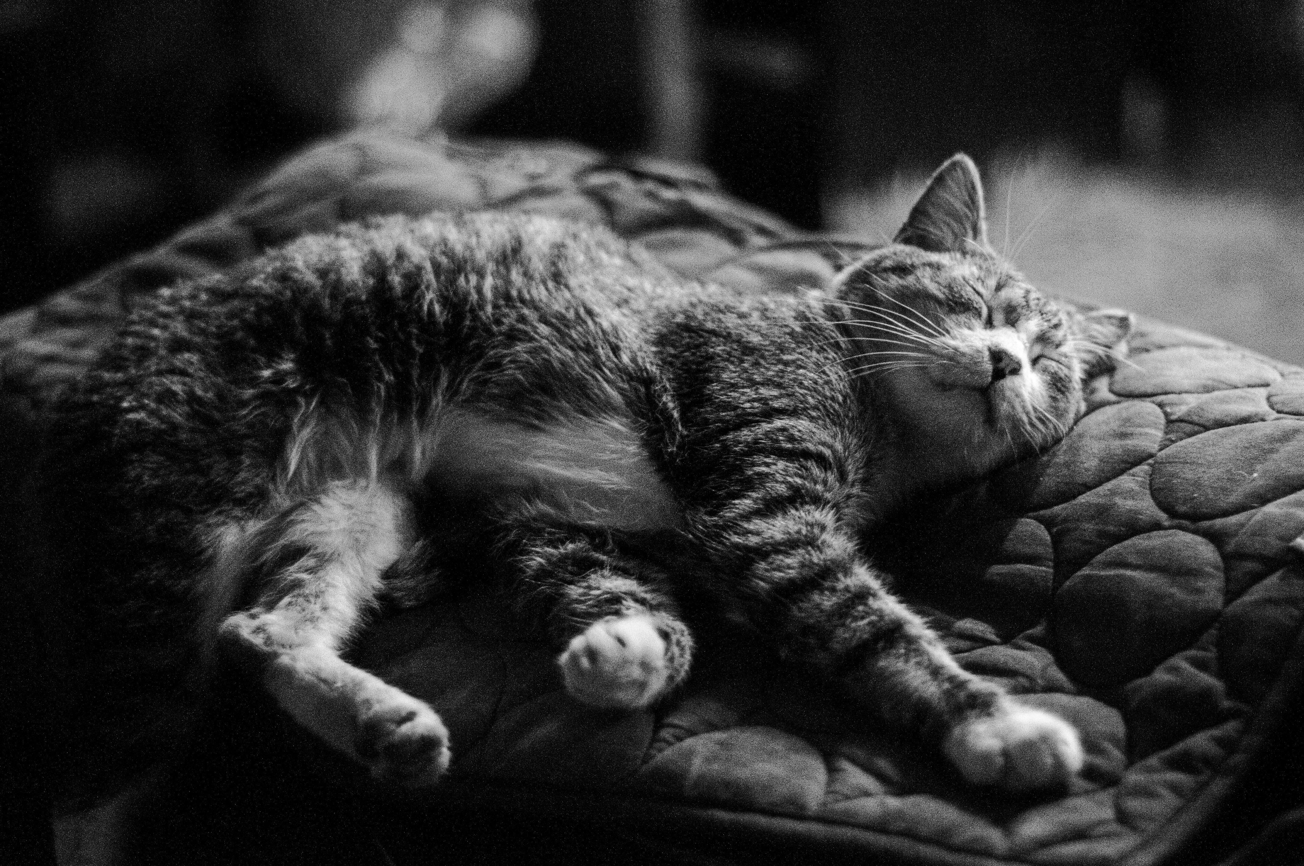 A peaceful scene of a cat sleeping on a bed with a quilted cover.