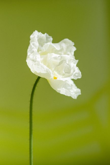 Beautiful single white poppy flower against a soft green backdrop, isolated and elegant.