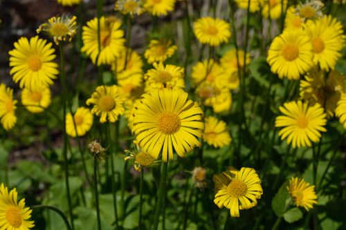 Free Vibrant yellow daisies glowing under daylight in a lush garden setting. Stock Photo