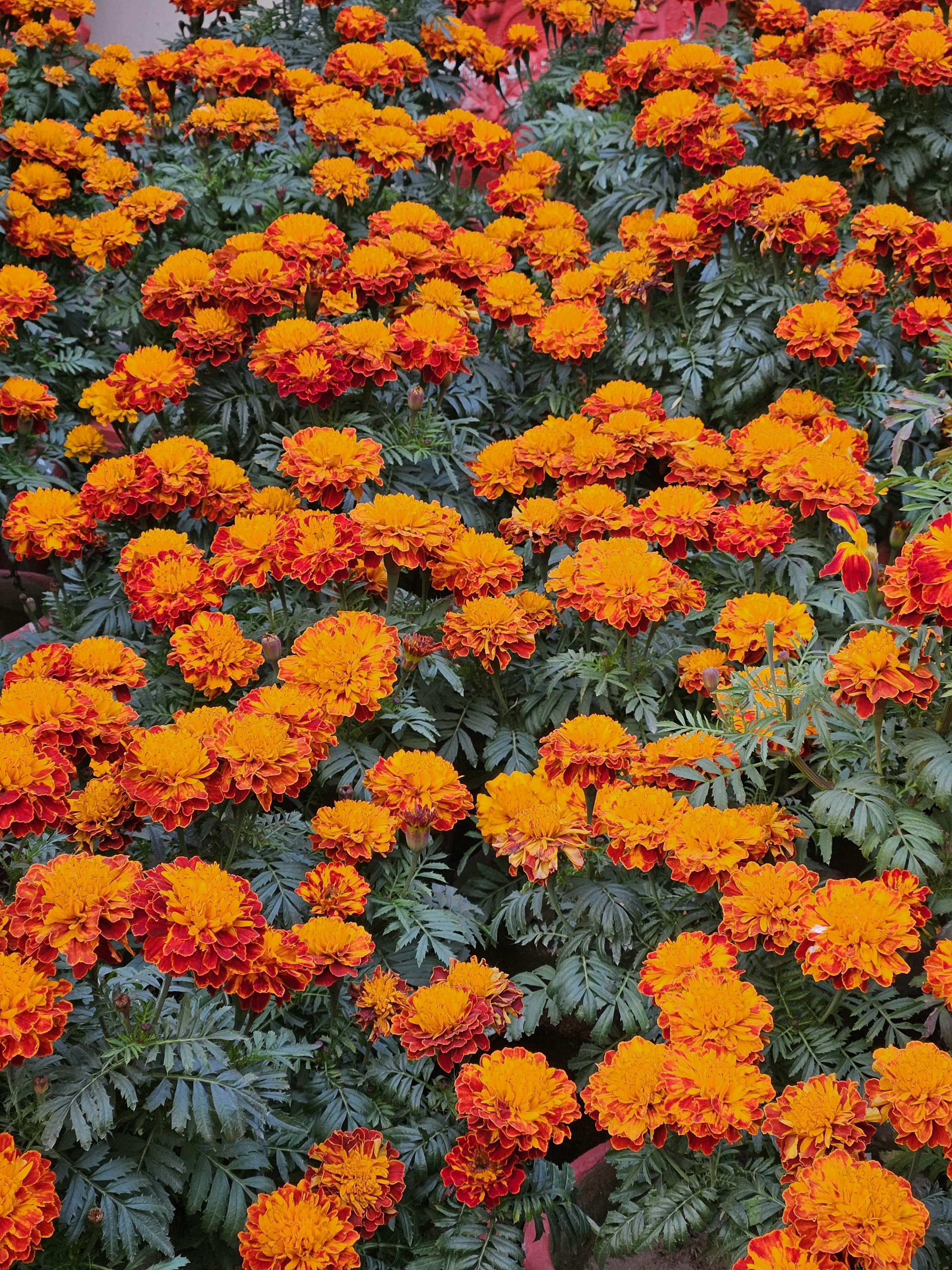 Bright marigold flowers in a lush garden, showcasing vibrant petals.