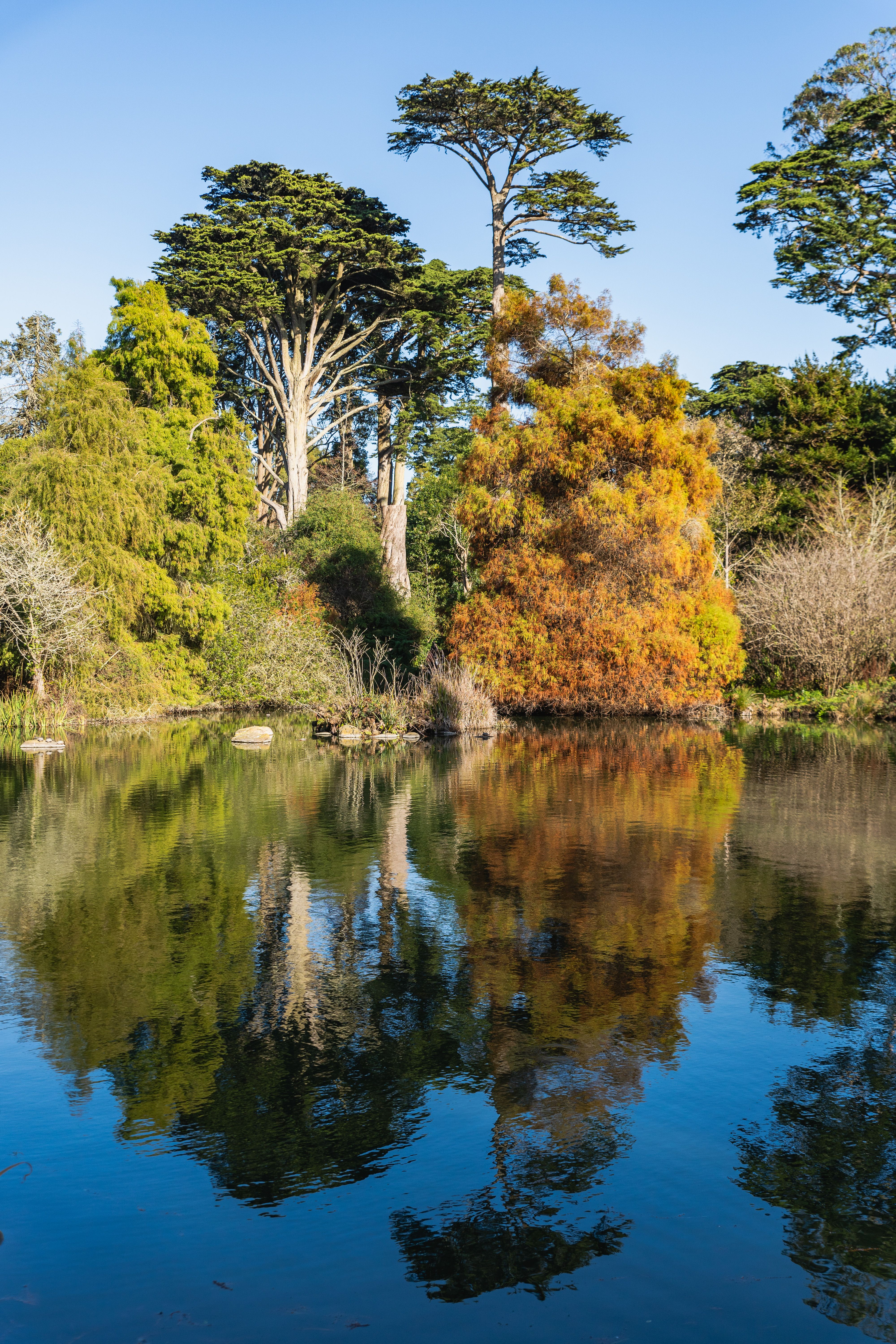 Serene Autumn Trees Reflecting in a Calm Lake · Free Stock Photo