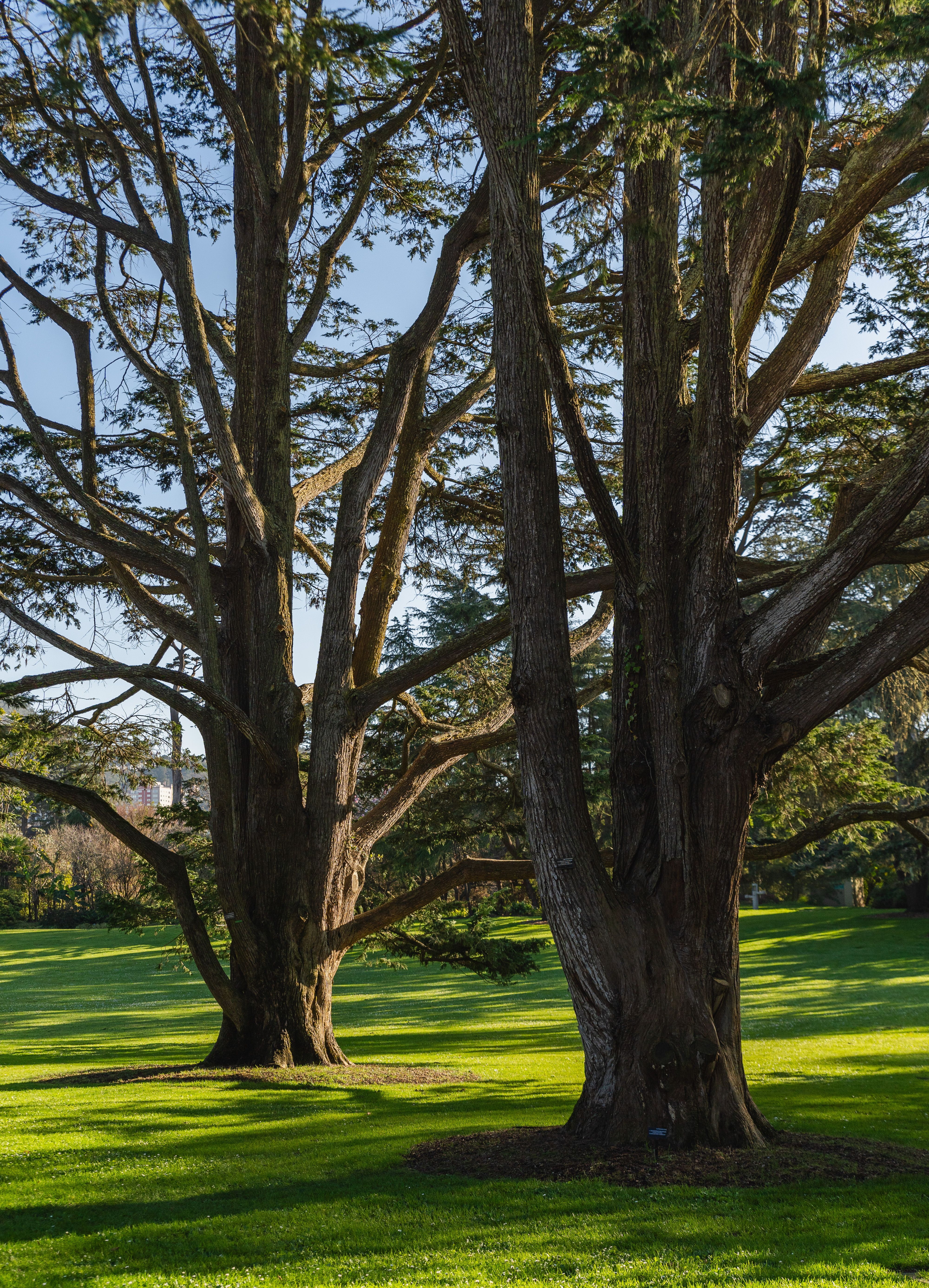 Majestic Cedar Trees in Sunny Park Setting · Free Stock Photo