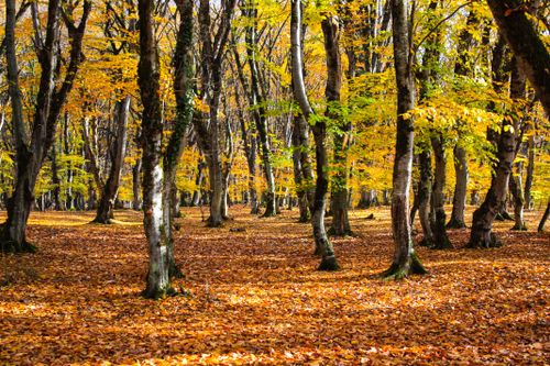 Free A serene autumn forest scene with vibrant orange and yellow leaves carpeting the ground. Stock Photo