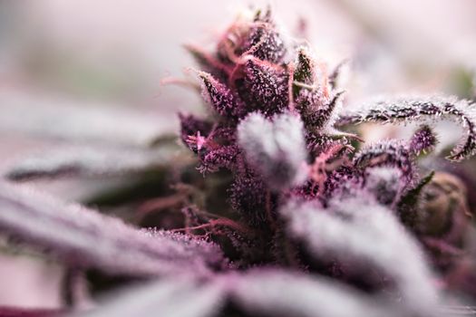 Detailed macro shot of a frosty cannabis bud with vibrant colors, captured in soft focus.