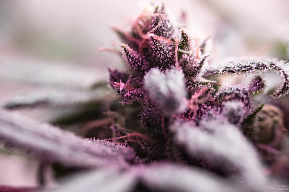 Imagen profesional de 'nutrición dieta plantas nutrición consciente cómo dieta basada plantas strong vegetales salud plantas nutrición basada consciente dieta consumo nutrientes' por Stephen Leonardi