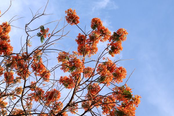 Orange blossoms against open sky — photo by Rudra Maity on Pexels