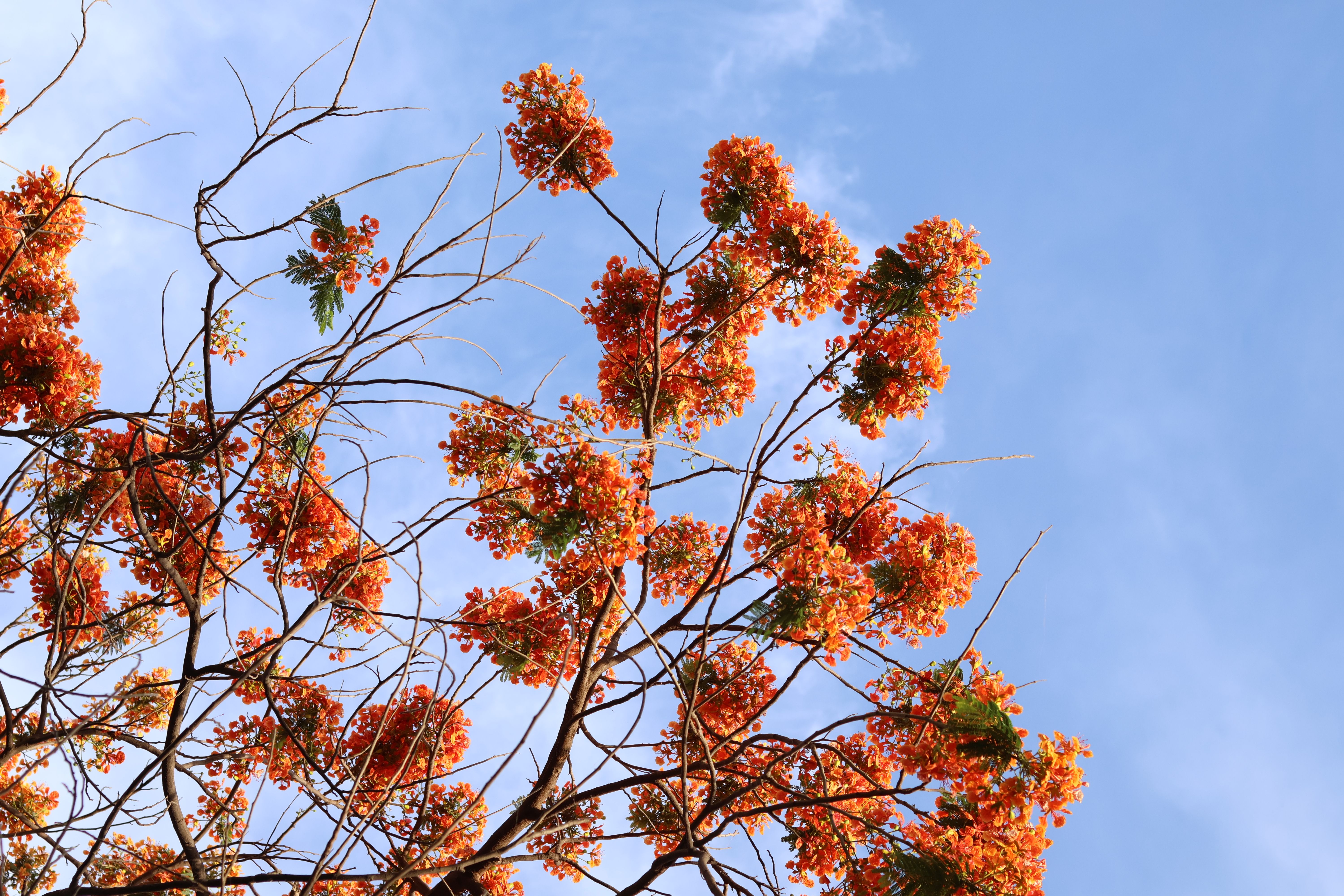 Vibrant Delonix Regia Tree Against Blue Sky · Free Stock Photo