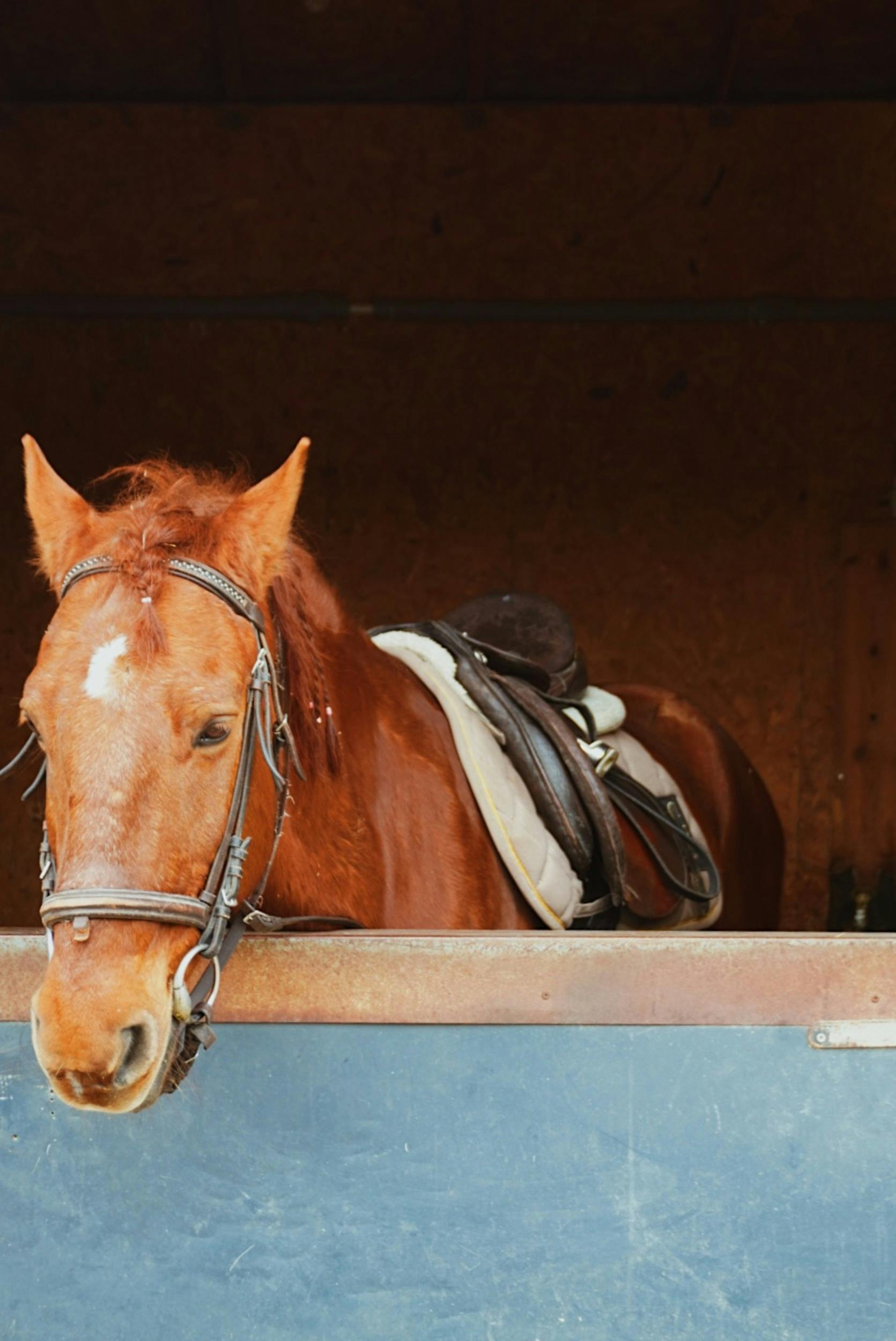 A chestnut horse standing in a stable with equestrian gear in Eskişehir, Turkey.