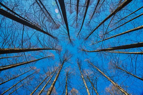 Free Looking up at tall bare trees against a clear blue sky. Nature's symmetry and beauty captured. Stock Photo