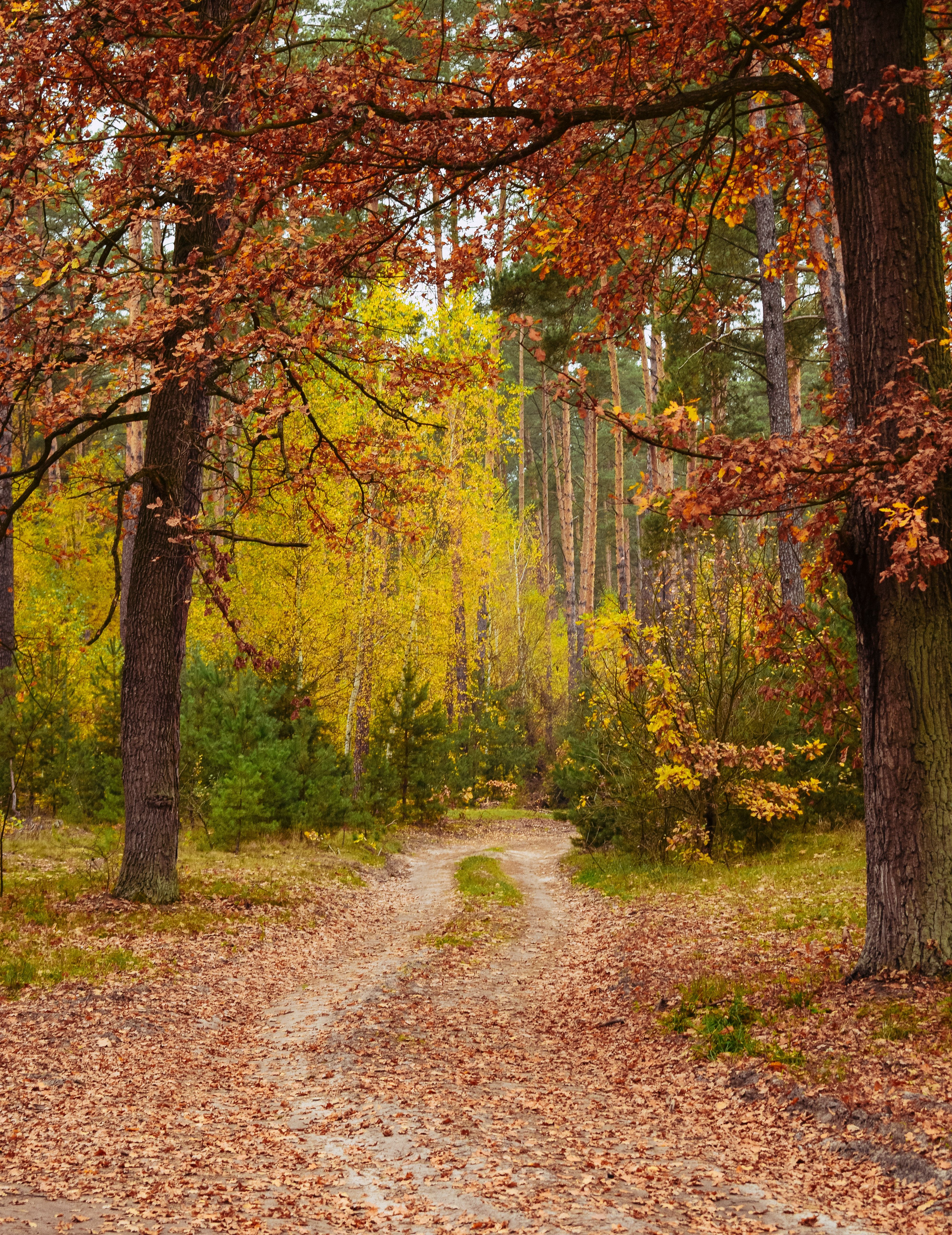 Serene Autumn Forest Pathway with Colorful Foliage · Free Stock Photo