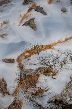 Rocky terrain with light snow and sparse plants, creating a winter scene.