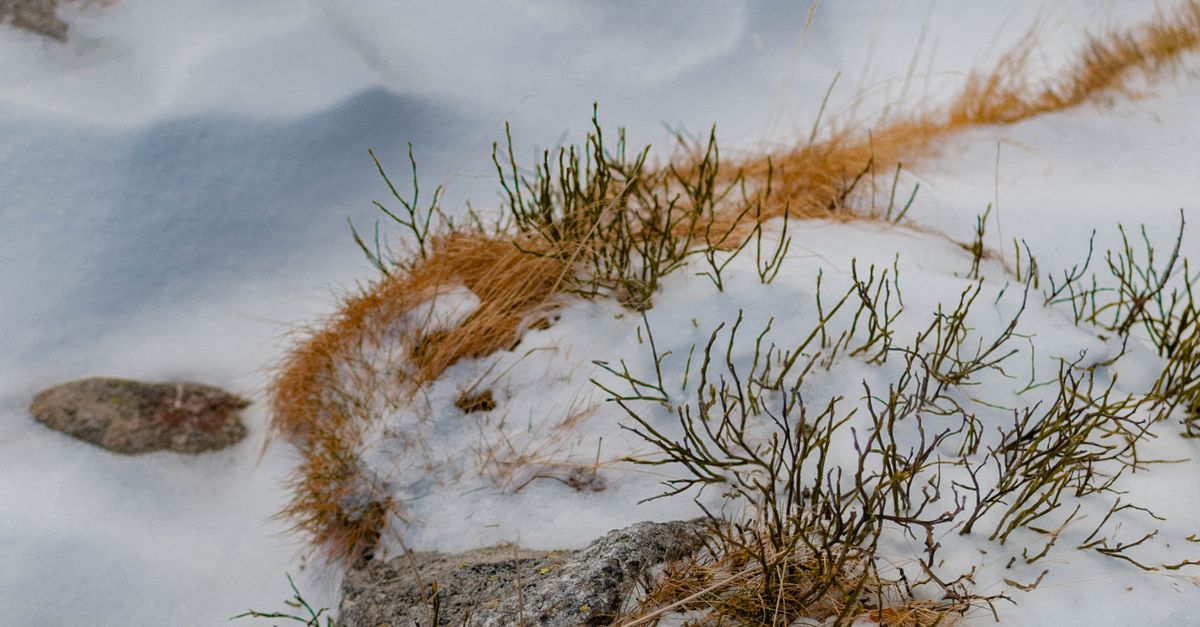 Sparse Snow Snow-Covered Rocky Landscape with Sparse Vegetation · Free Stock Photo