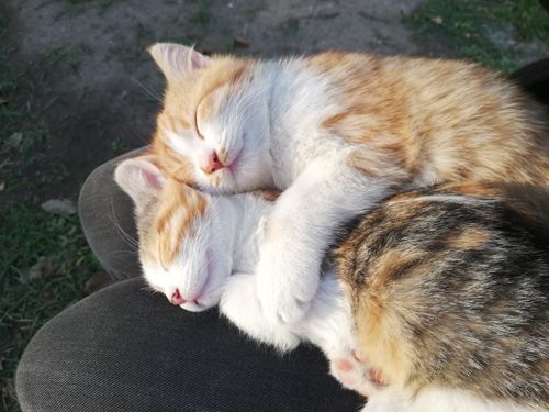 Free Two cute kittens peacefully sleeping together outdoors on grass. Stock Photo
