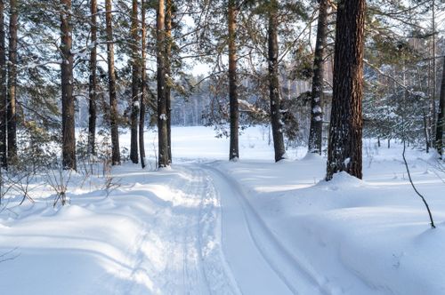 Free A peaceful winter landscape of snow-laden pine trees and a path in a forest. Stock Photo
