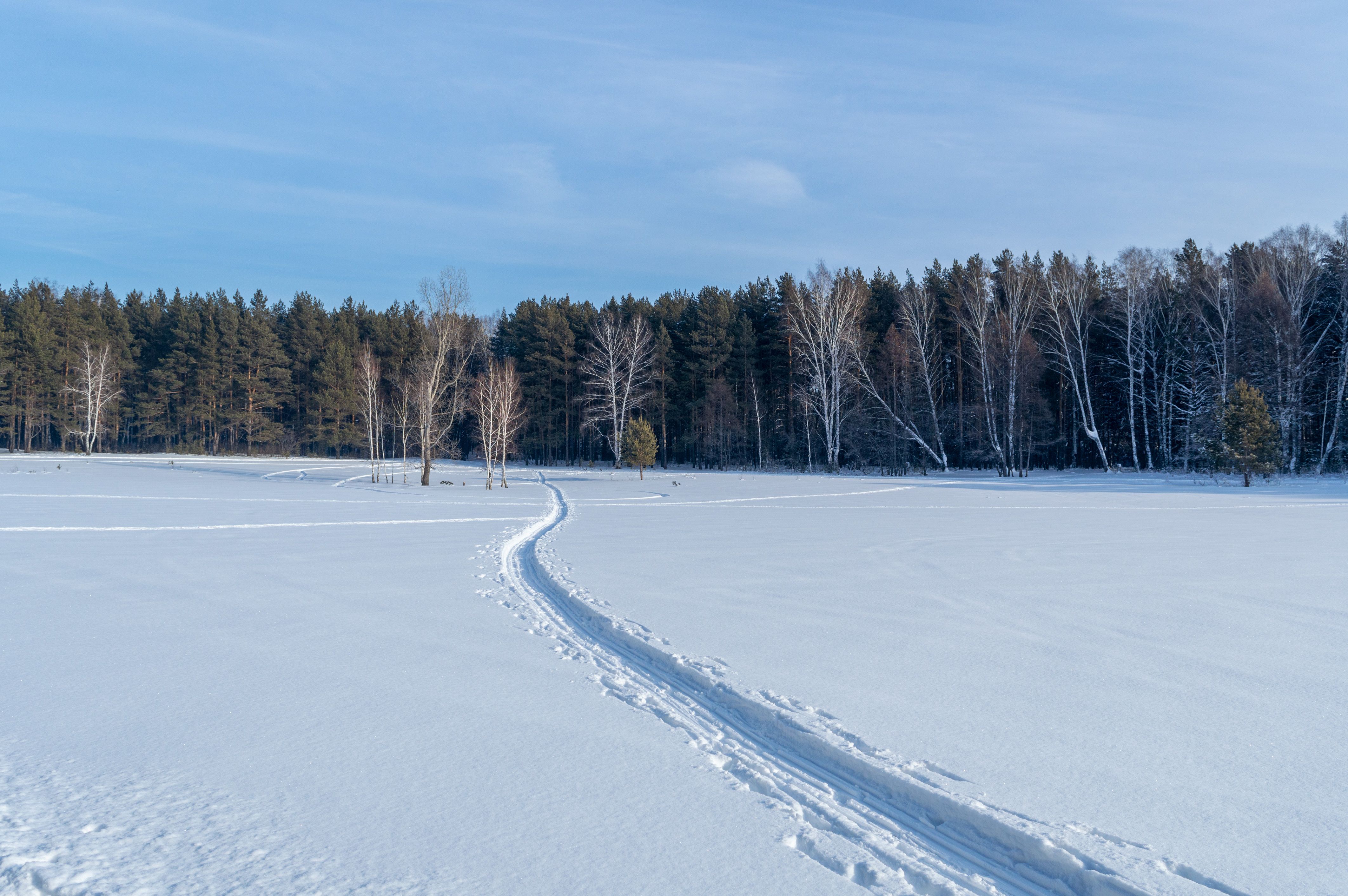 Snow-covered pine trees and a floodlit ski track in the Otepaa highlands at dusk