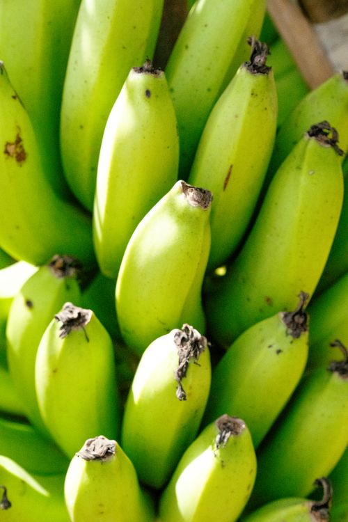 Free Vivid close-up of a bunch of fresh green bananas in natural light. Stock Photo