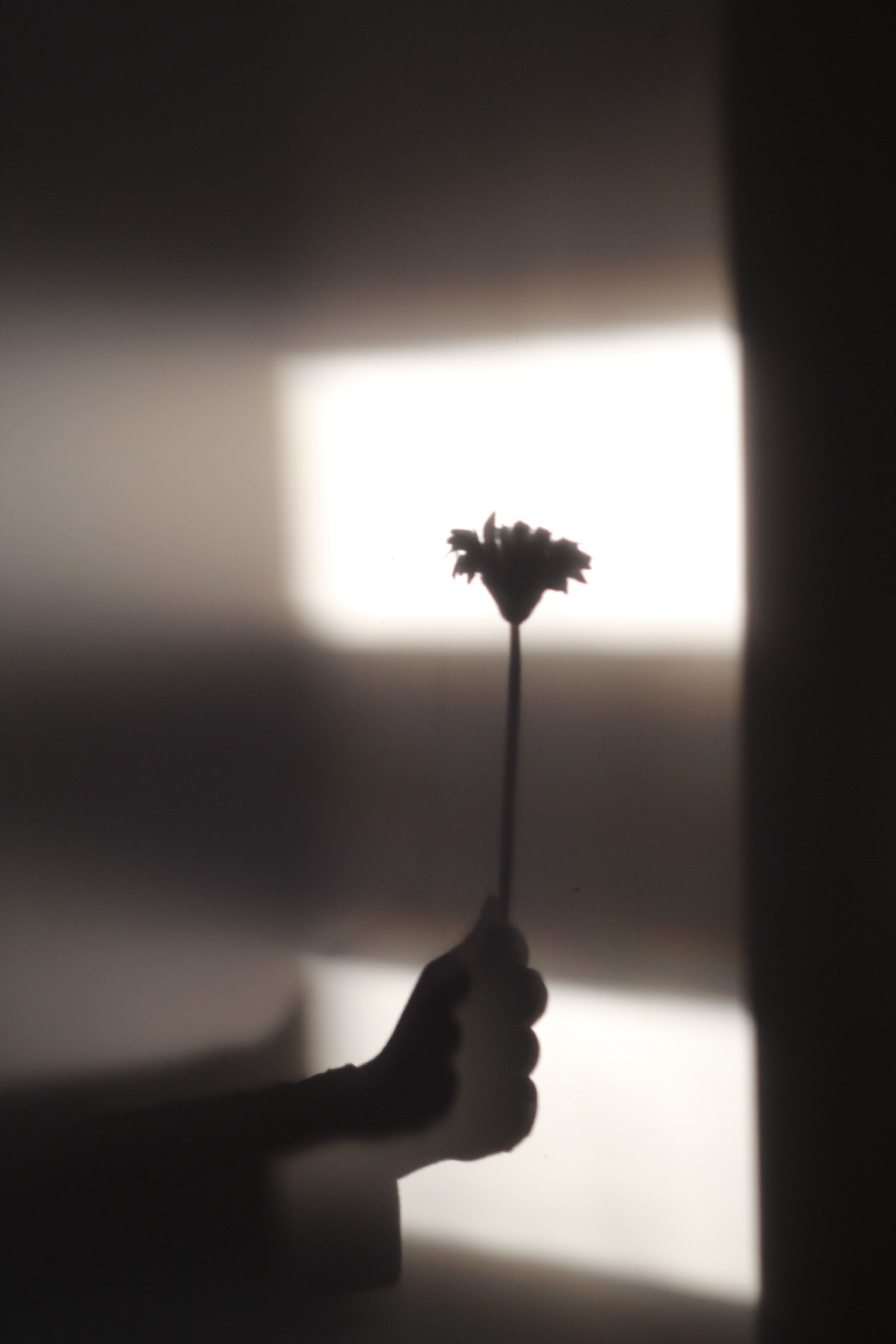 Artistic silhouette of a hand holding a flower against glowing background, evoking mystery.