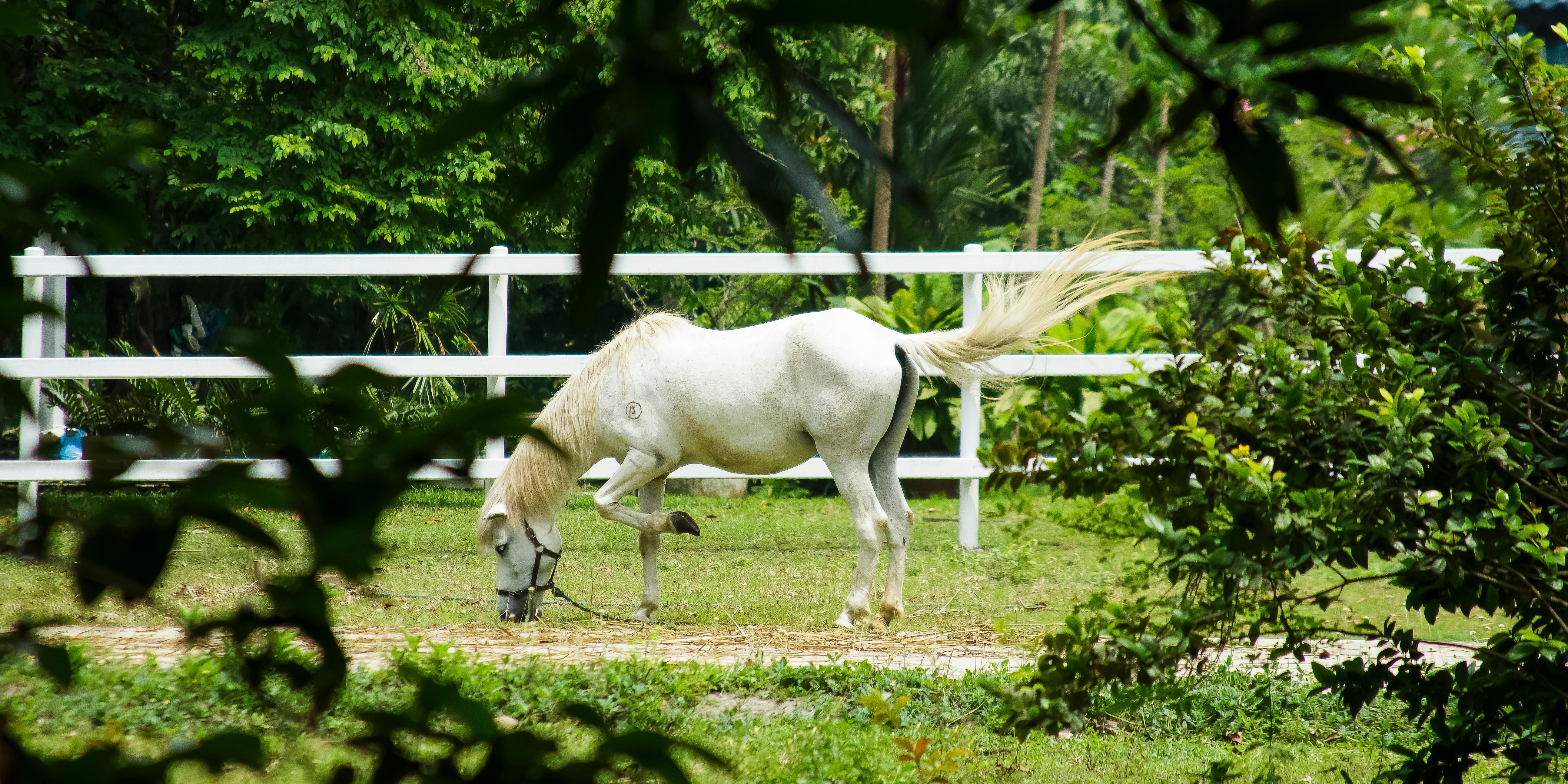 Horse Villing Photos, Download The BEST Free Horse Villing Stock Photos ...